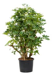 Hydroplant Schefflera Arboricola Gold Capella