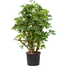 Hydroplant Schefflera