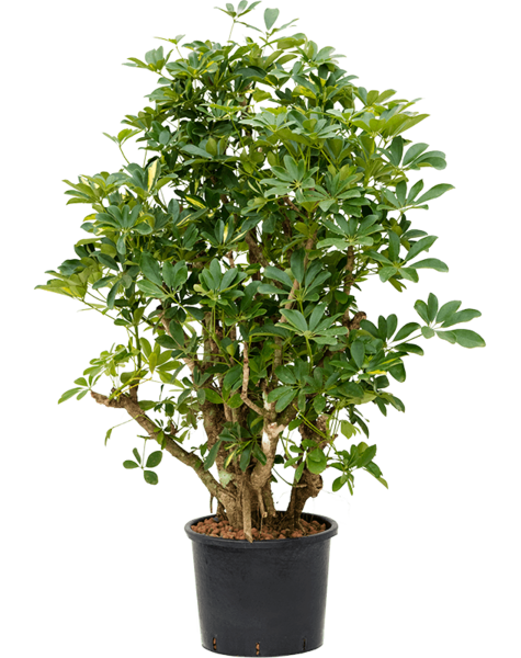 Hydroplant Schefflera