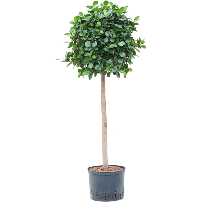 Hydroplant Ficus Panda