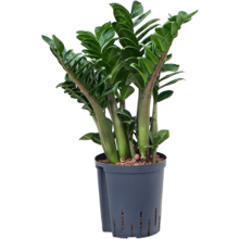 Hydroplant Zamioculcas