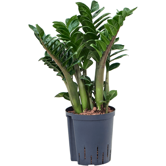 Hydroplant Zamioculcas Zamiifolia Zenzi