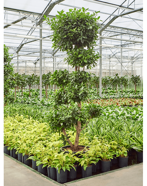 Hydroplant Ficus
