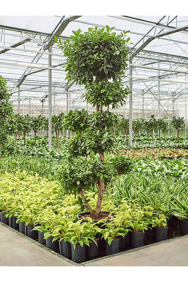 Hydroplant Ficus Microcarpa ‘Nitida’