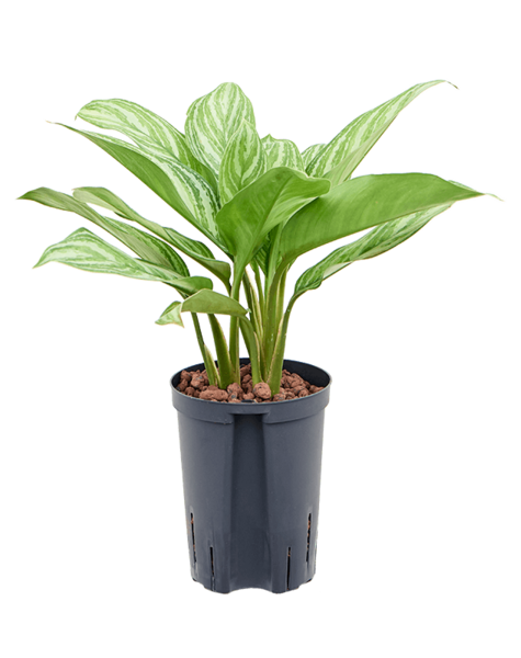 Hydroplant Aglaonema