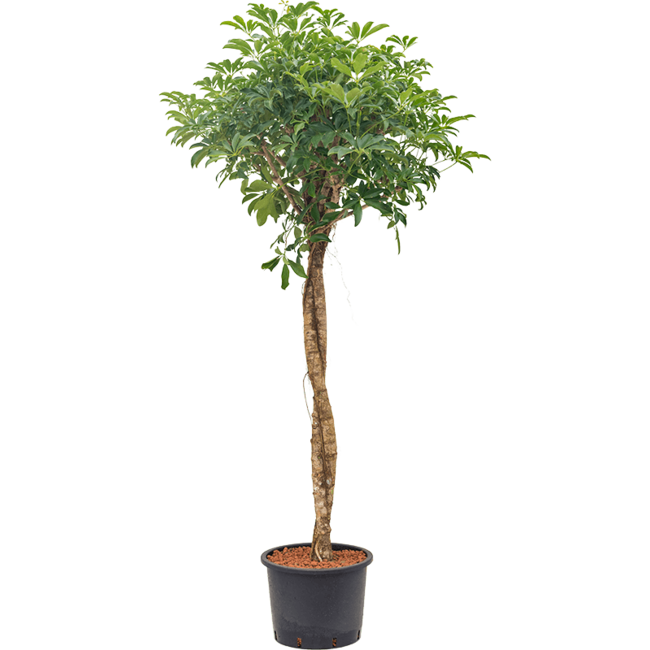 Hydroplant Schefflera Arboricola Compacta