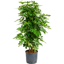 Hydroplant Schefflera