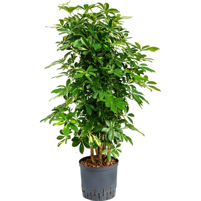 Hydroplant Schefflera Arboricola Gold Capella