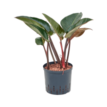 Hydroplant Philodendron