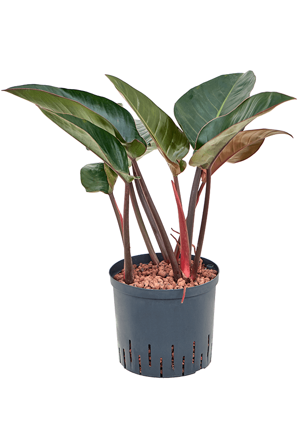 Hydroplant Philodendron Red Beauty