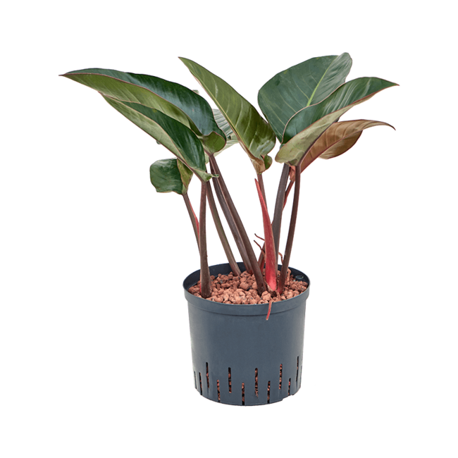 Hydroplant Philodendron Red Beauty