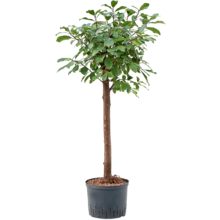 Hydroplant Ficus