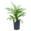 Hydroplant Aglaonema Silver Queen