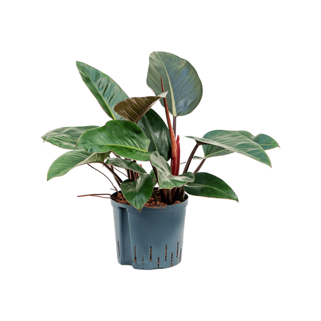 Hydroplant Philodendron Red Congo