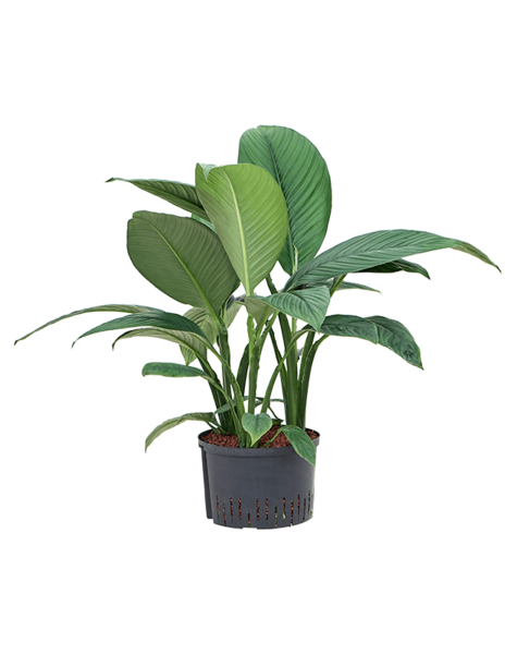 Hydroplant Spathiphyllum