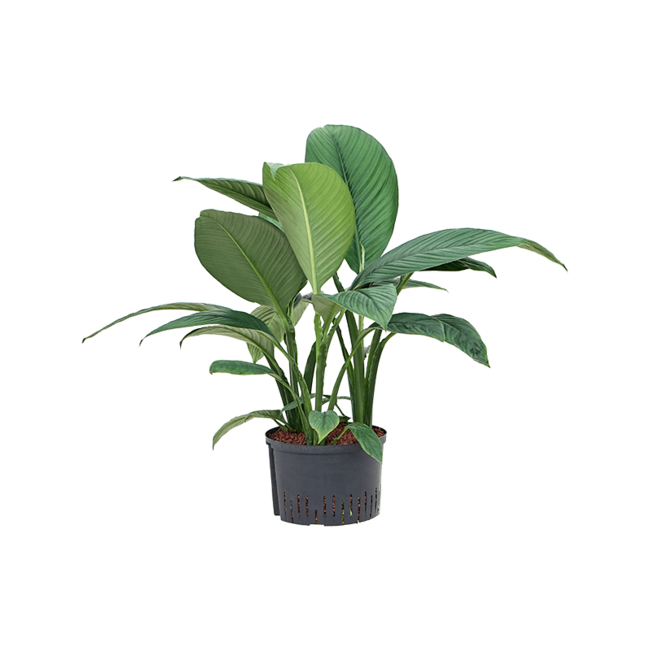 Hydroplant Spathiphyllum Sensation’
