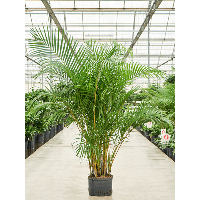 Hydroplant Dypsis (Areca) Lutescens