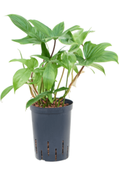 Hydroplant Philodendron Florida Ghost
