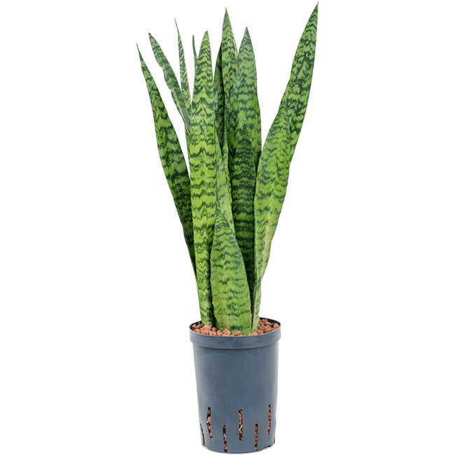 Hydroplant Sansevieria Zeylanica