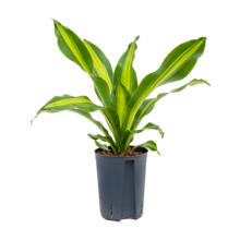 Hydroplant Dracaena