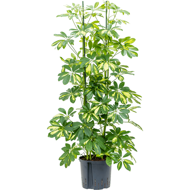 Hydroplant Schefflera Arboricola Gold Capella