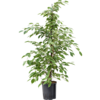 Hydroplant Ficus Benjamina Golden King