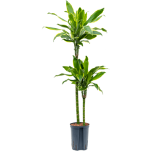 Hydroplant Dracaena