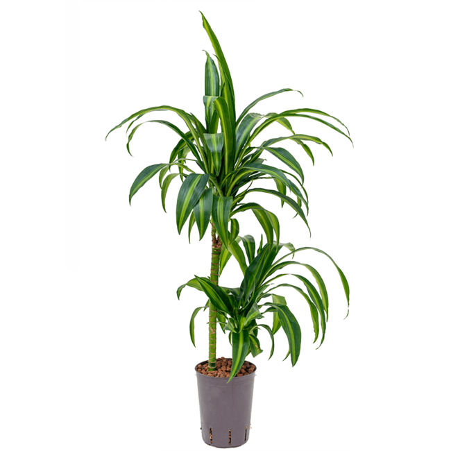 Hydroplant Dracaena Fragrans Hawaiian Sunshine