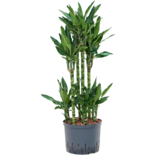 Hydroplant Dracaena