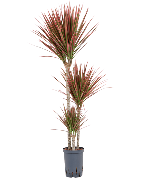 Hydroplant Dracaena