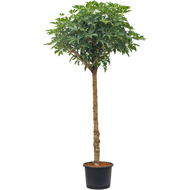 Hydroplant Schefflera Arboricola Compacta