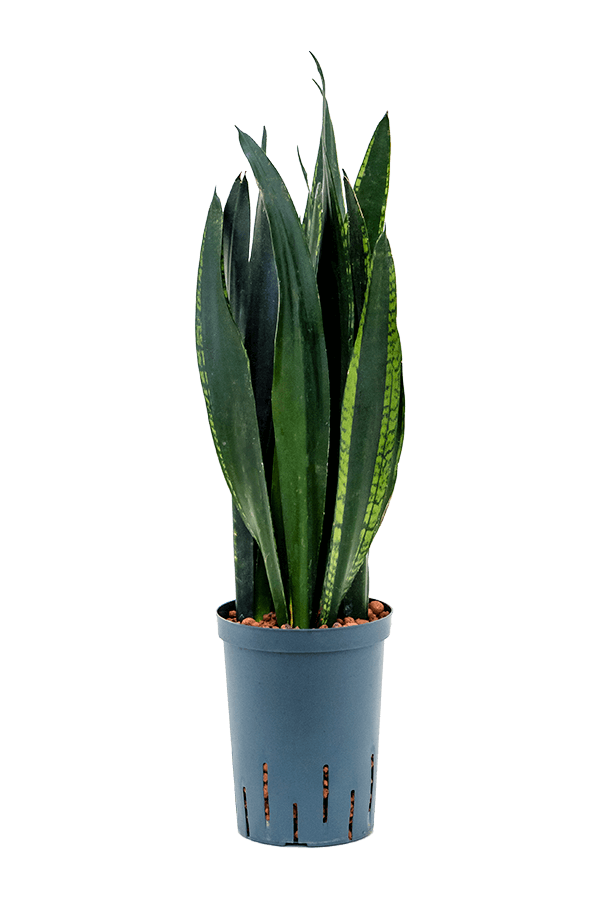 Hydroplant Sansevieria Trifasciata Black Tiger