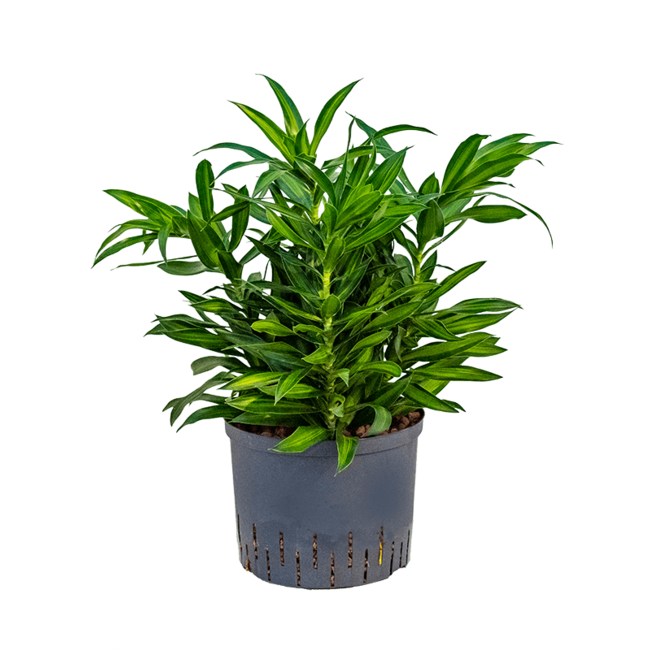 Hydroplant Pleomele (Dracaena) Reflexa Song Of Jamaica