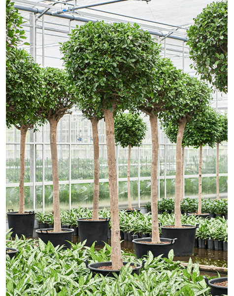 Hydroplant Ficus