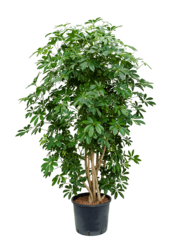 Hydroplant Schefflera Arboricola Compacta