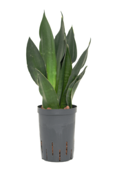 Hydroplant Sansevieria Trifasciata Black Diamond
