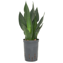 Hydroplant Sansevieria