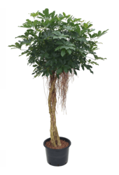 Hydroplant Schefflera Arboricola Compacta