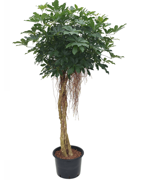 Hydroplant Schefflera