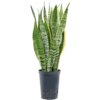 Hydroplant Sansevieria Trifasciata Laurentii