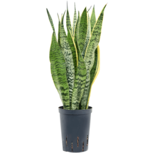 Hydroplant Sansevieria