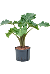 Hydroplant Alocasia Portodora