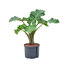 Hydroplant Alocasia