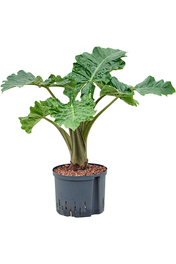 Hydroplant Alocasia Portodora