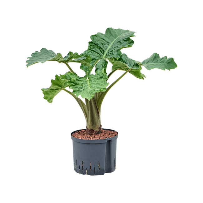 Hydroplant Alocasia Portodora