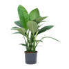 Hydroplant Spathiphyllum Sensation