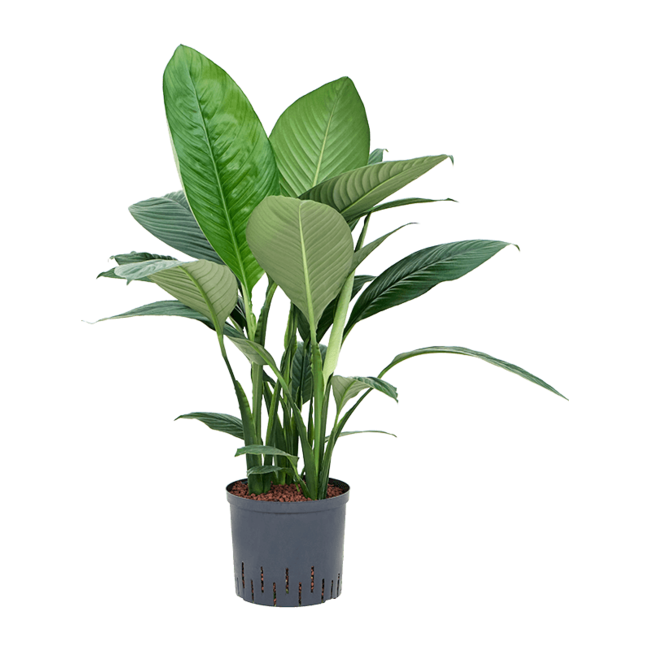 Hydroplant Spathiphyllum Sensation