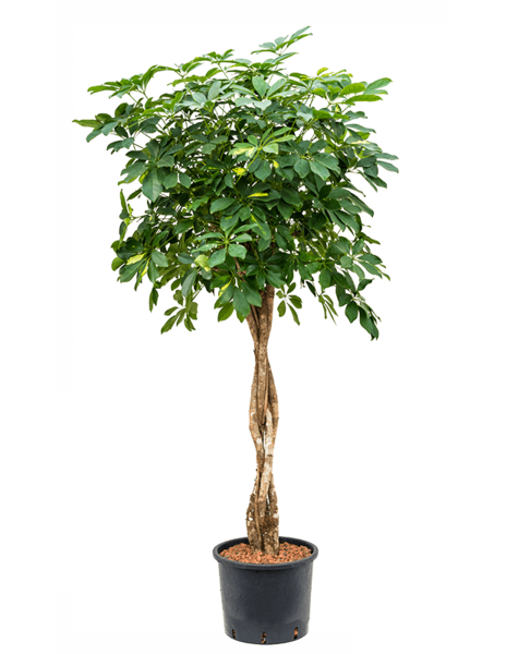 Hydroplant Schefflera