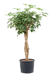 Hydroplant Schefflera Arboricola Compacta