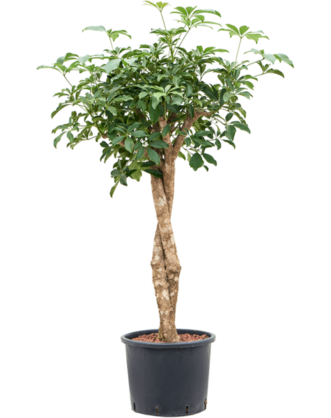 Hydroplant Schefflera